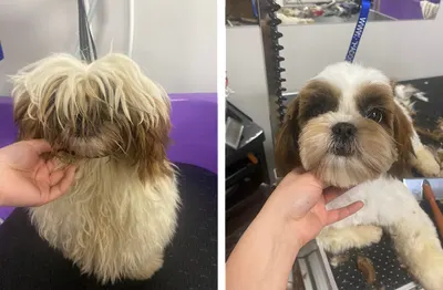 Pieski Szyk - Salon pielęgnacji psów